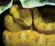 eyelash_viper.jpg