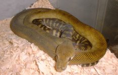newmol3-11-04.01.med2.jpg