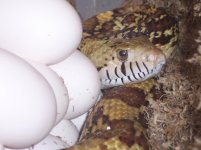 Bullsnake_GBI001.JPG