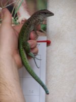 stumpy[2].JPG