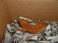 orangecrested.jpg