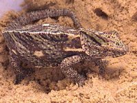 gravidveiled6.jpg