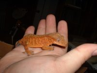 orangecrested2.jpg