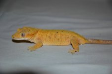 Orange female crested gecko 2.JPG