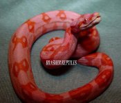 62780BBRH_SUNGLOW_NINE_MONTHS_yellow_lips.JPG-med.jpg