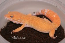IMG_4163.soleil.jpg