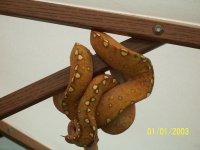 GTP 4.JPG