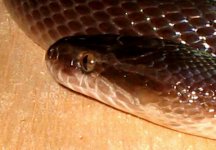 house snake cha cha closeup.jpg