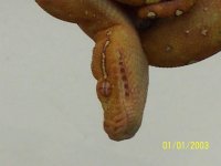 GTP 5.JPG