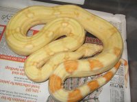 C26C12albinofemC21 026.jpg