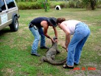 water monitor rescue 5.jpg