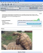 sulcata_scam1.jpg