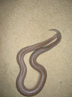 IMG_0099.jpg