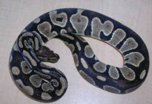 axanthic2.jpg