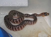 20080223hatch4.jpg