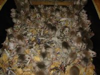 fuzzies 001.jpg