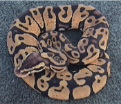 pumpkin2 11-03 lg.gif