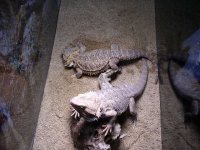 reptiles 076.jpg