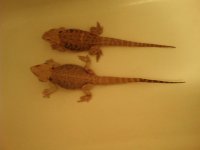 SCORCH AND SCARLETT SIZE.jpg