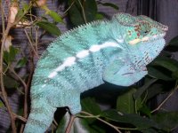 reptiles 108.jpg