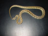striped carpet python.jpg