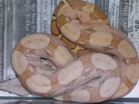 Pastelhog00B15B19 008.jpg