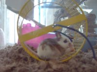 african soft furred rats 002.jpg