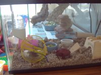 african soft furred rats 004.jpg
