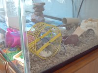 african soft furred rats 001.jpg
