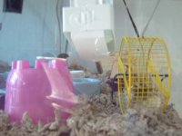 african soft furred rats 003.jpg