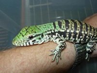 White head reducedSMALL.JPG