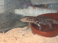 reptiles 004.jpg