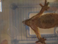 tailless.jpg
