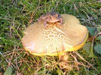 toadstool 1.JPG