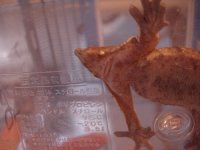 tailless2.jpg