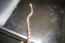 Ares 12-01-10.JPG
