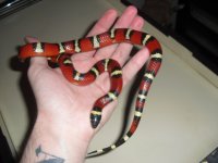 malesemispottedannulata.JPG
