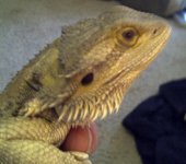 dragoncloseside.jpg