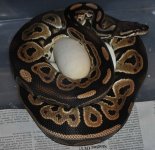 snakes on eggs 001.jpg