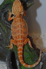 DSC_1276 nic.jpg