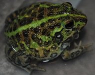 pixie frog.JPG