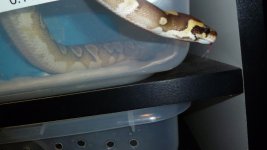 snakes 024.jpg