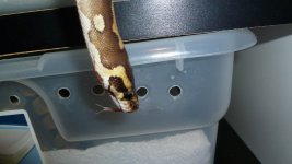 snakes 023.jpg