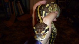 snakes 012.jpg