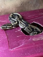female het pied ball female 2.jpg