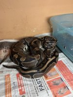 female het pied ball.jpg