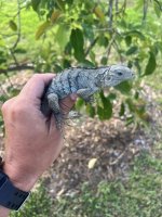 Smurfy x xena hatchling.jpg