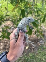 Smurfy x xena hatchling 1.jpg