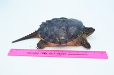 adultsnapperturtle_1024x1024.jpg