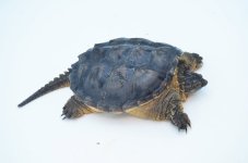 commonsnappingturtle_1024x1024.jpg